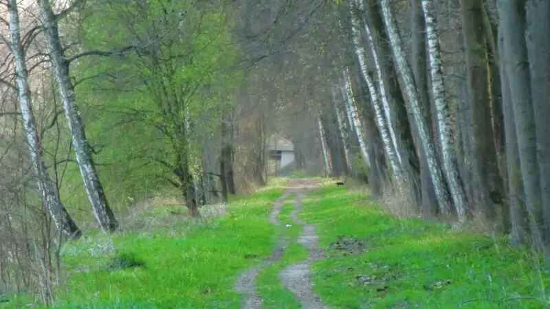 Premiumwanderweg DonAUwald (Etappe 1: Günzburg–Offingen) - Bewachsener Feldweg an der Donau bei GC3BCnzburg