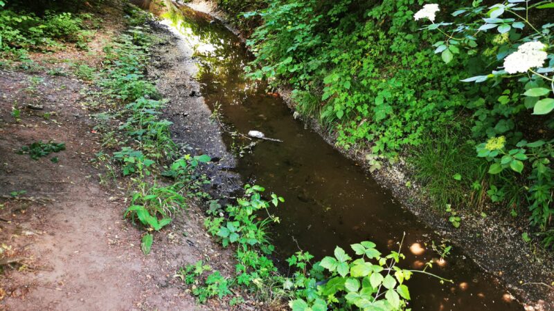 Hessentagspark Dietzenbach - Bieber in Dietzenbach