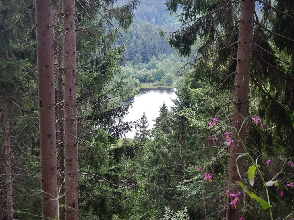 Sankenbachsee