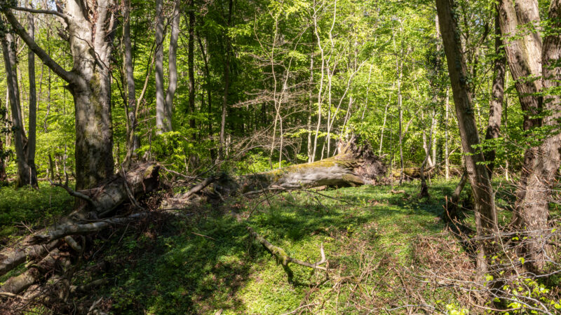 Siebengebirge (Naturschutzgebiet) - Bonn2C Naturschutzgebiet Siebengebirge Teilgebiet Ennert 2025 2607