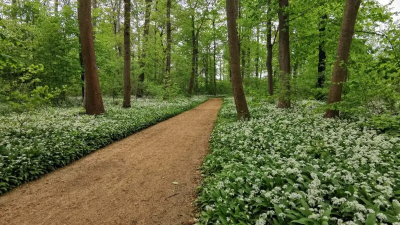 Brühl-Park Quedlinburg - BrC3BChl Park in Quedlinburg2C BC3A4rlauchblC3BCte im April