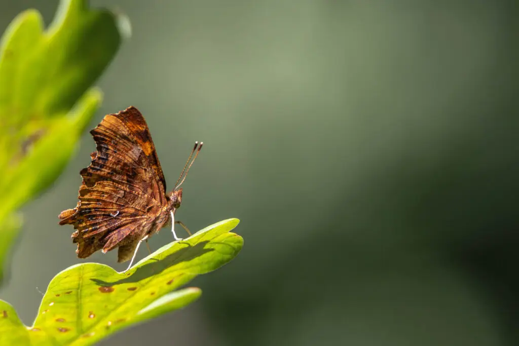 Naturschutzgebiet Bruch von Gravenbruch