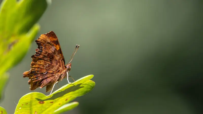 Naturschutzgebiet Bruch von Gravenbruch - C Falter im Naturschutzgebiet Bruch von Gravenbruch