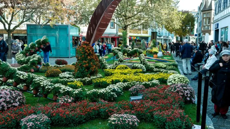 Rosenpark Lahr - Chrysanthema 2016 Lahr jm24348