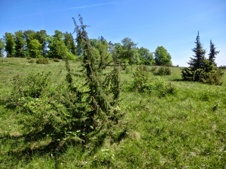 Blick auf Leimen