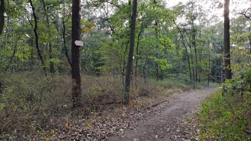 Dölauer Heide - DC3B6lauer Heide 11