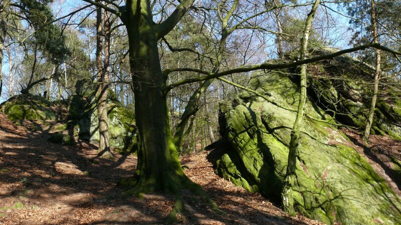 Teutoschleifen: Dörenther Klippen (Wanderweg mit Hund)