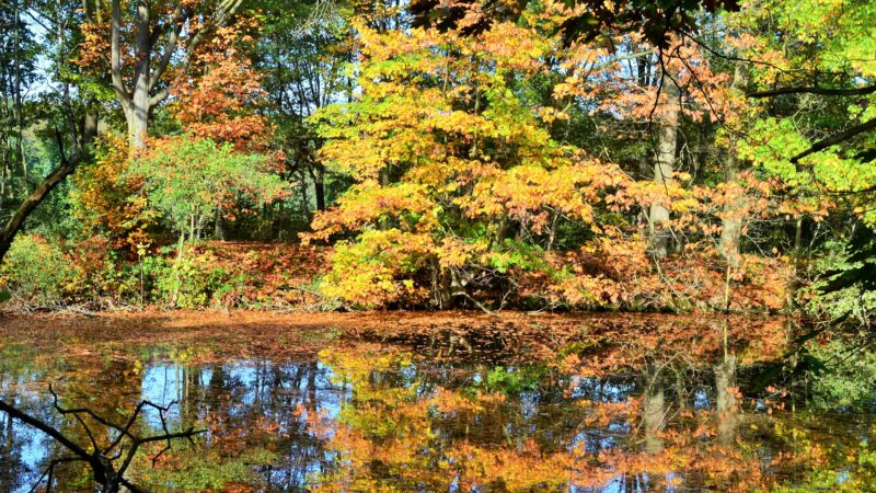 Venekotensee (Niederkrüchten) - DSC 0030 Herbst am Venekotensee.Naturpark Maas Schwalm Nette