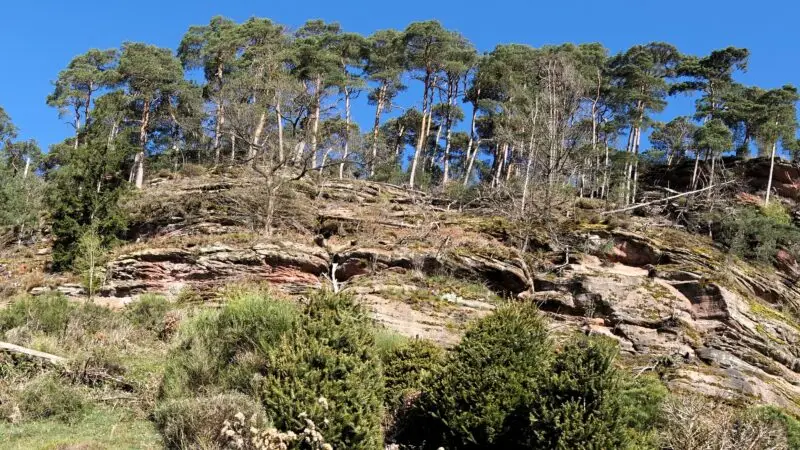 Dahner Felsenpfad im Naturpark Pfälzerwald - Dahner Felsenpfad 2025