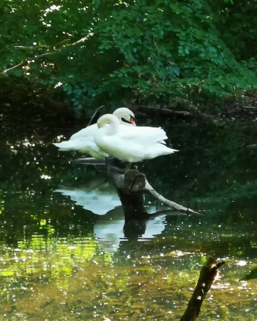 Ville-Seenplatte (Naturpark Rheinland)