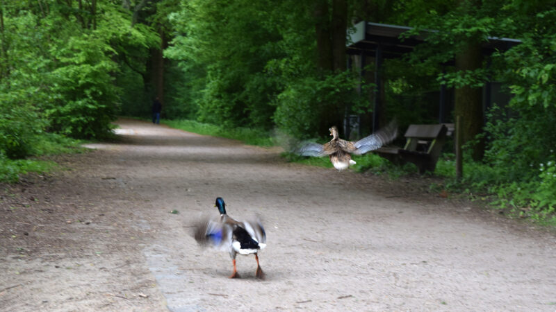 Öjendorfer See - Enten am C396jendorfer See ducks near the Oejendorf lake