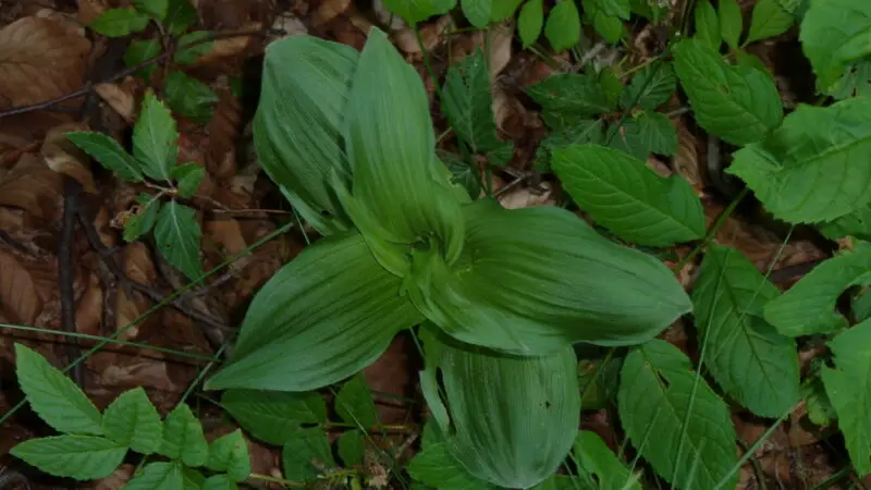 Stadtwald Göttingen (mit Naherholungsgebiet „Am Kehr") - Epipactis helleborine KerstlingerC3B6der Feld 008