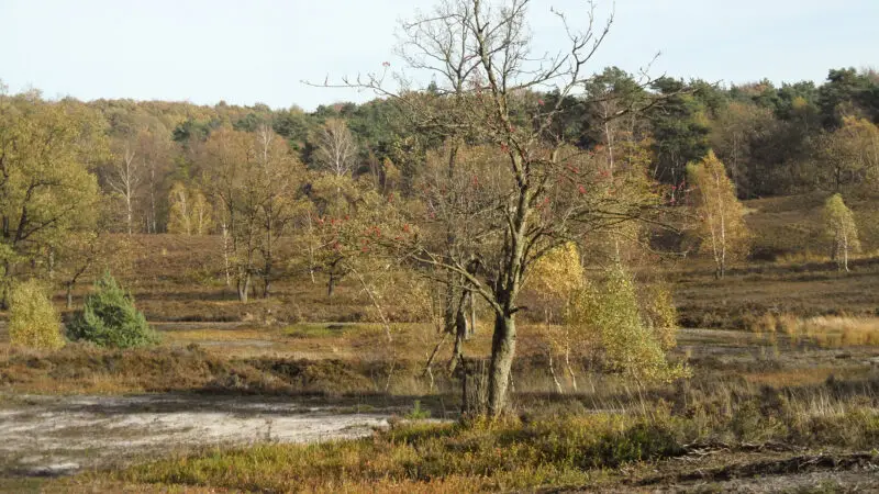 Fischbeker Heide - Fischbeker Heide Baum