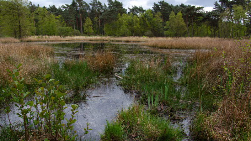 Premiumwanderweg Galgenvenn (Naturpark Maas-Schwalm-Nette, Nettetal)