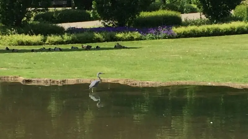 Wurmauenpark Geilenkirchen - Geilenkirchen Wurmauenpark Teich 02