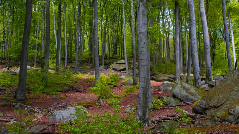 Felsenmeer Lautertal - Geo Naturpark BergstraC39Fe Odenwald2C Felsenmeer 28Lautertal292C umgebender Wald