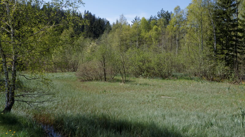 Packer Stausee / Anton-Wildgans-Rundwanderweg - Grauerlen Moorbirkenbruchwald2C Packer Stausee2C Steiermark2C C396sterreich