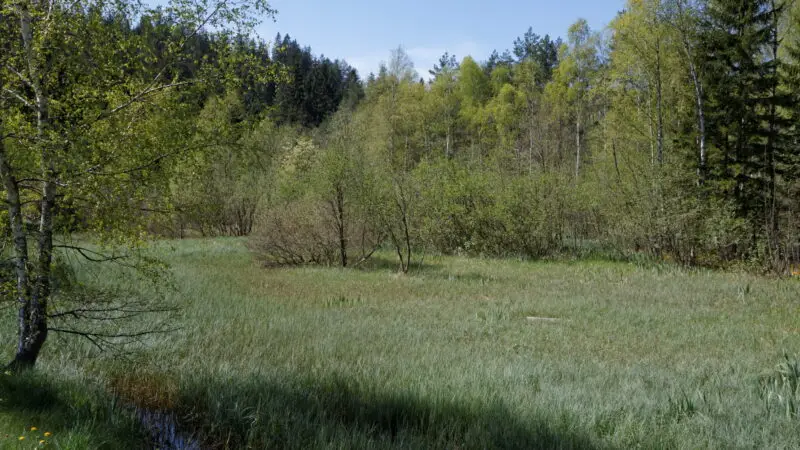 Packer Stausee / Anton-Wildgans-Rundwanderweg - Grauerlen Moorbirkenbruchwald2C Packer Stausee2C Steiermark2C C396sterreich