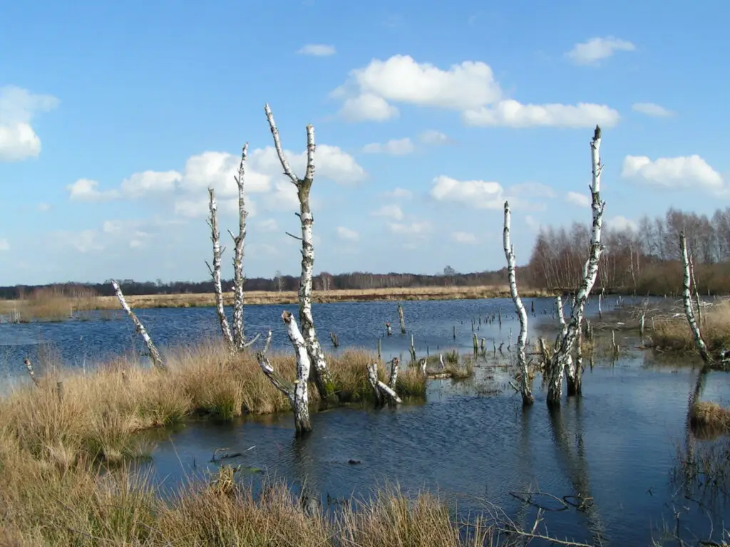 Grosses Torfmoor