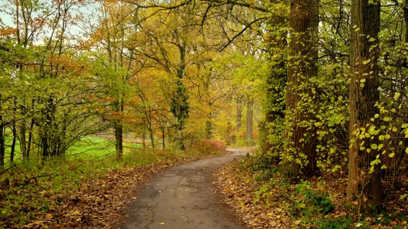 Hambusch - Hambusch01