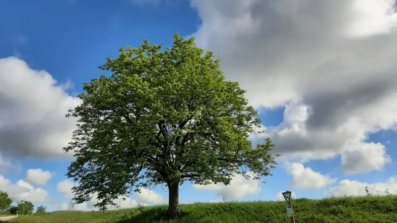 Horaffenweg 3 – Wacholderheide Westgartshausen - Hammersbachtal Westgartshausen 202105 01