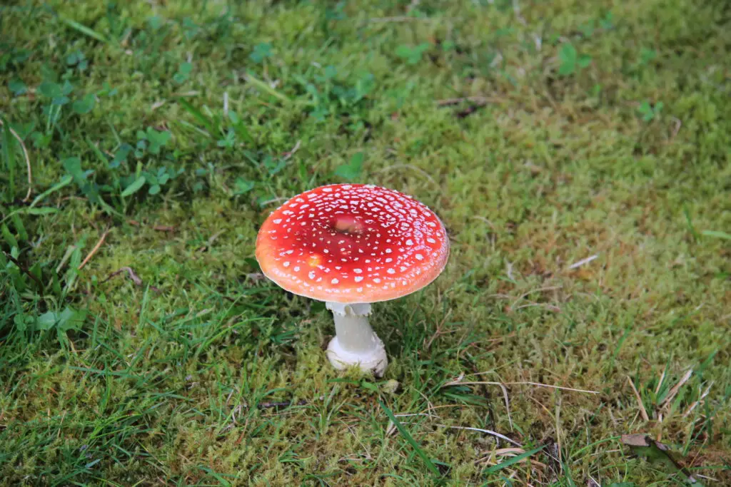 Naturpark Hochmoor Schrems
