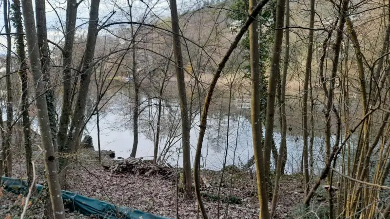 Hundewiese Rückhaltebecken Kuhbach - Hohbergsee Lahr