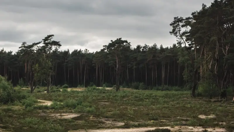 Holmer Sandberge - Holmer Sandberge by Jan Meyer