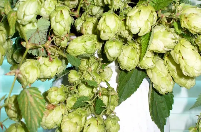 Hopfen – giftig für Hunde (maligne Hyperthermie)