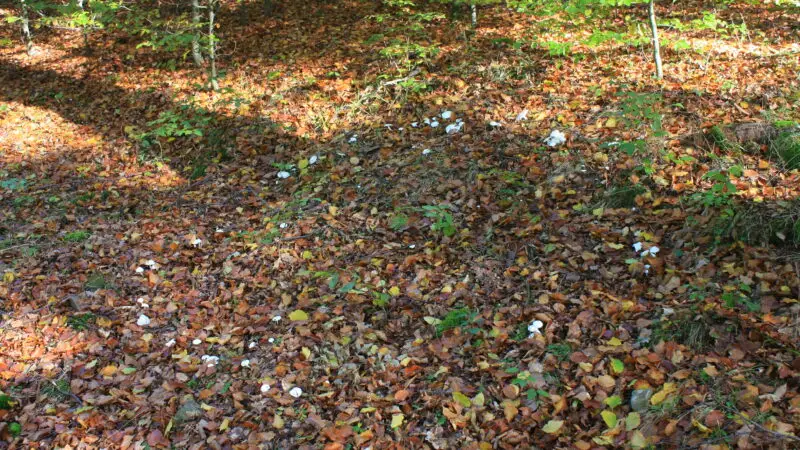 Nationalpark Kellerwald-Edersee (Talgang & Wanderwege) - Kellerwald 20 10 2009 01