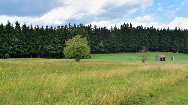 Eidenberger Alm (Rundwanderweg Mühlviertel) - Kirchschlag Naturschutzgebiet n065 Kammerschlager Flachmoorwiese