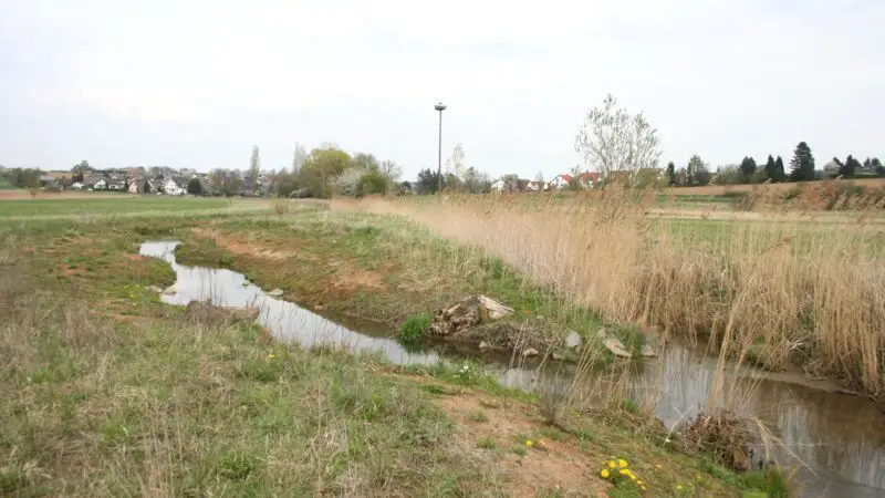 Krebsbachaue Bruchköbel - Krebsbachaue Issigheim