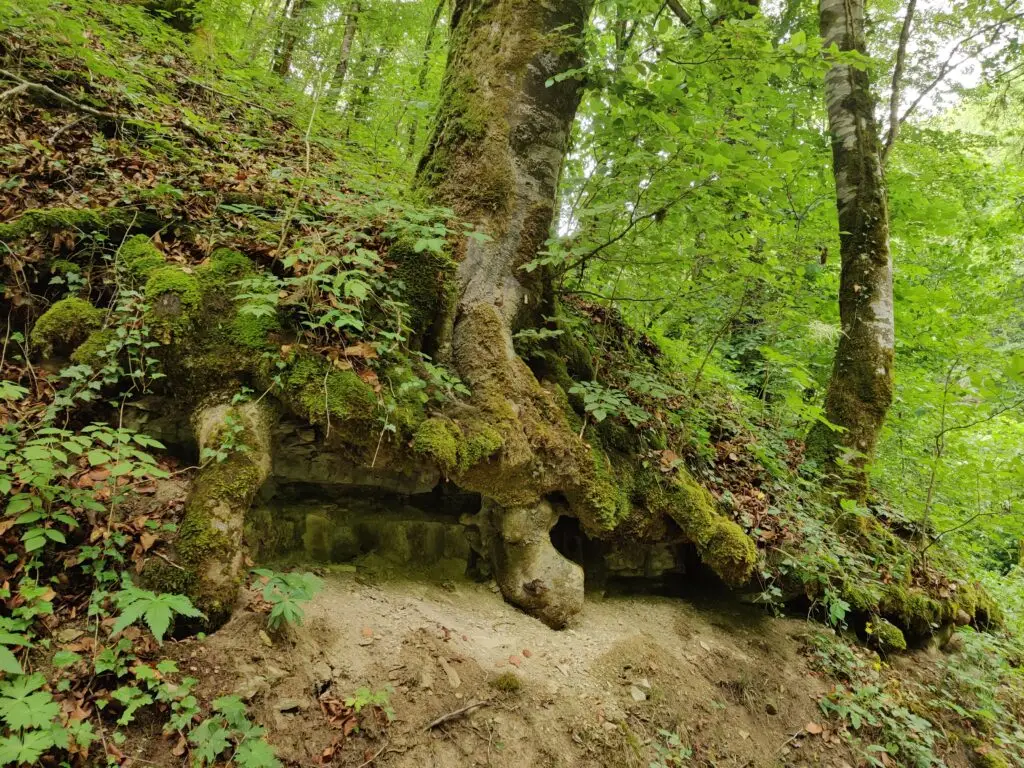 Krebsbachtal & Premiumwanderweg «Krebsbachputzer»