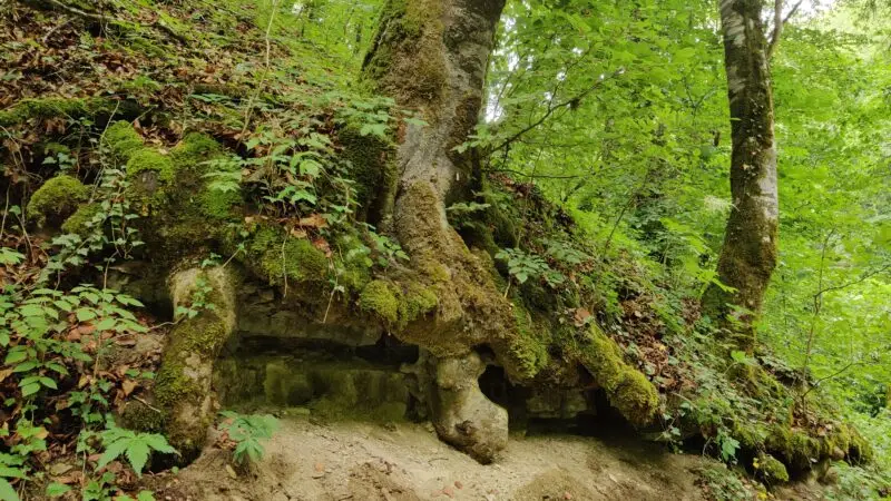 Krebsbachtal & Premiumwanderweg „Krebsbachputzer" - Krebsbachtal2C Baumwurzeln2C