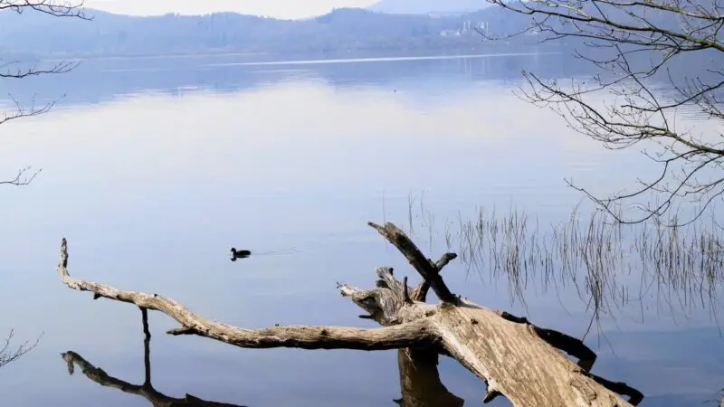 Laacher See (Uferrundweg mit Hund), Wassenach - Laacher See Vulkansee