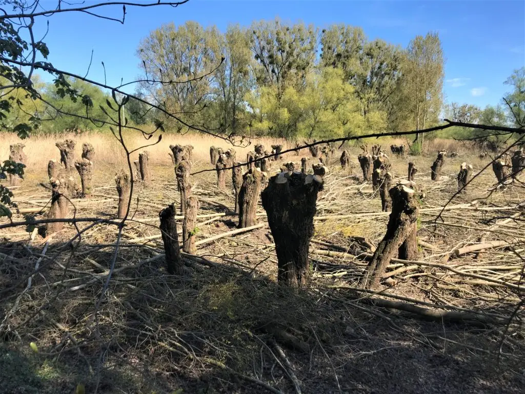 Kühkopf bei Stockstadt am Rhein