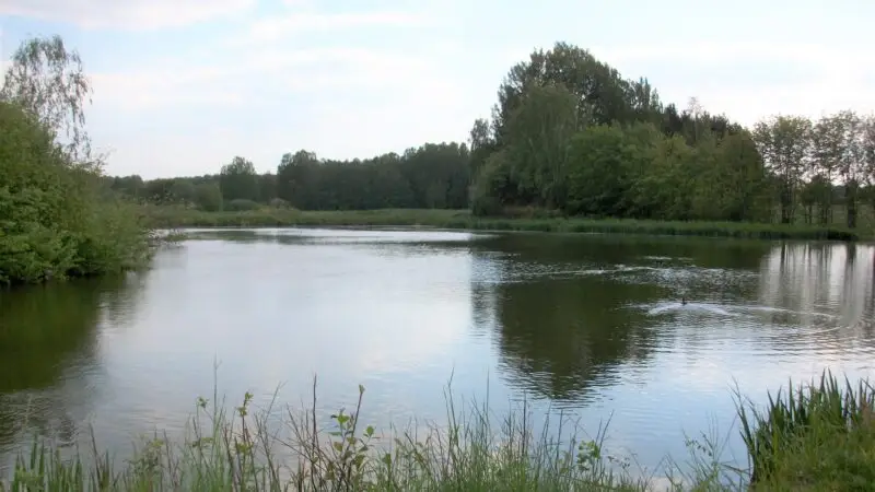 Landschaftsschutzgebiet Limbacher Teiche - Limbacher Teiche 28129