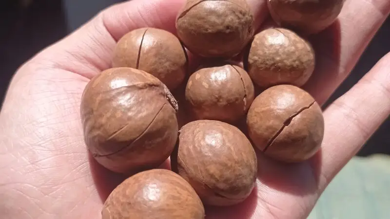 Macadamia-Nüsse – Vergiftung beim Hund