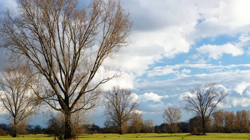 Maulbeeraue bei Biblis-Nordheim - Maulbeeraue Rehe