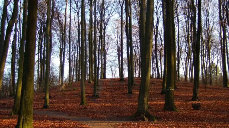 Volksdorfer Wald - Mellenberg im Volksdorfer Wald