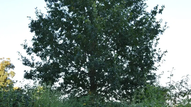 Fürstenweg (Rundwanderweg Neuwied / Schloss Monrepos) - Monrepos2C Neuwied Erinnerungseiche 28129