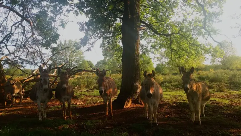 Wahner Heide - NRW Wahner Heide