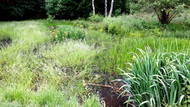 Naturschutzgebiet Brander Wald - NSG Brander Wald 28329