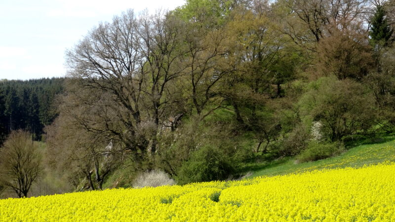 Lörmecketal bei Warstein (Naturerlebnisweg) - NSG LC3B6rmecketal fd 28129