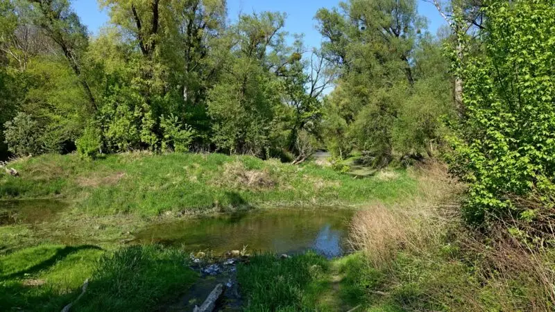 Stopfenreuther Au (Nationalpark Donau-Auen) - Nationalpark Donauauen2C Stopfenreuther 28Hainburger29 Au