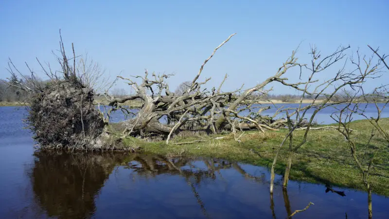 Naturschutzgebiet Geltinger Birk - Naturschutzgebiet 22Geltinger Birk22