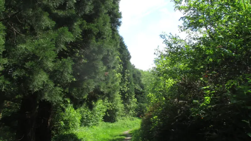 Naturschutzgebiet Nieper Altrheinrinne bei Neukirchen-Vluyn - Neukirchen Vluyn Vluyn Waldmannsweg