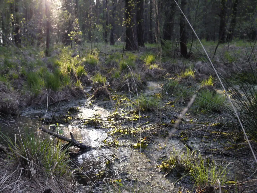 Otternhagener Moor