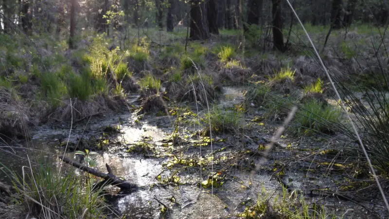 Otternhagener Moor - Niedersachsen Otternhagener Moor Sumpfiger Boden JG