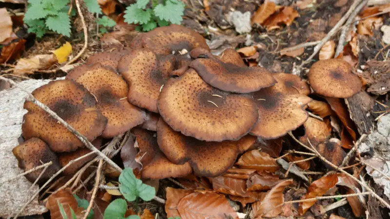 Naturschutzgebiet Brander Wald - Pilze im Brander Wald
